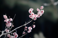 DSC01320_DxO