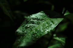 SDIM0307_DxO
