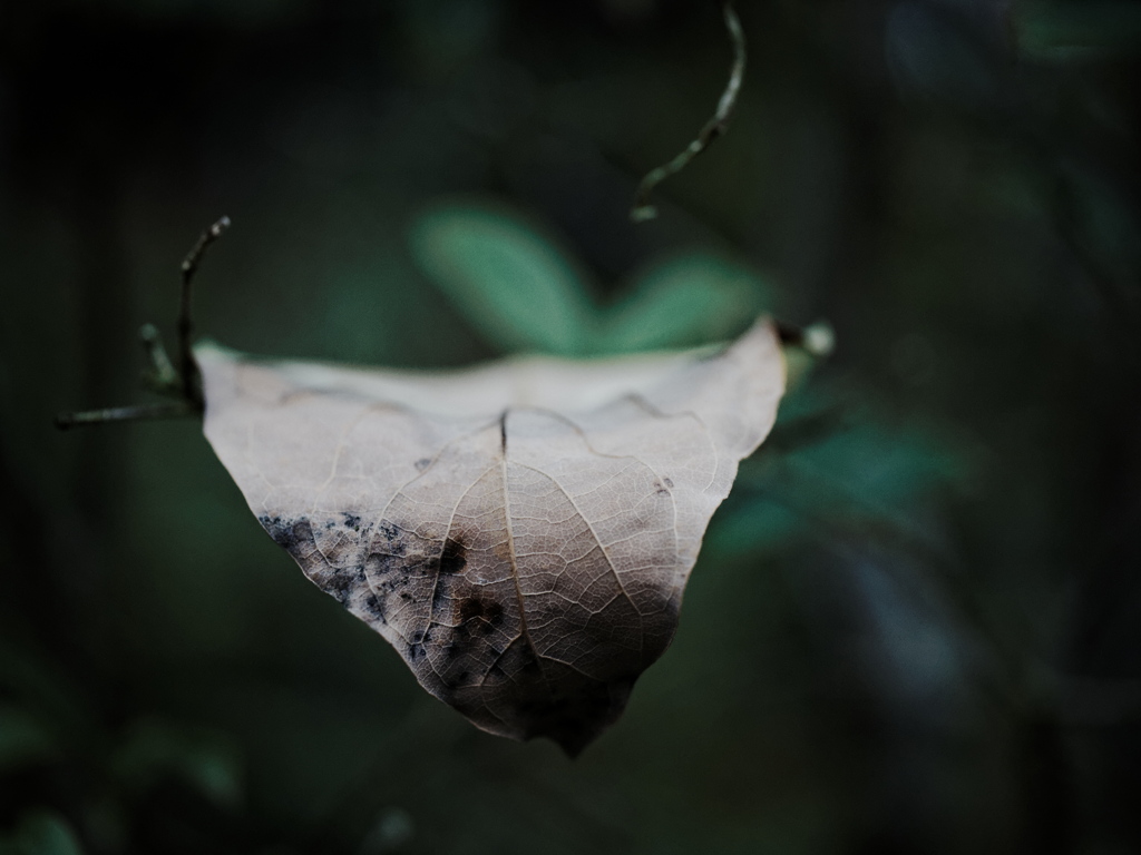 P3316998_DxO