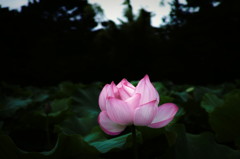 SDIM0385_DxO