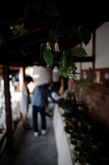 DSC01954_DxO
