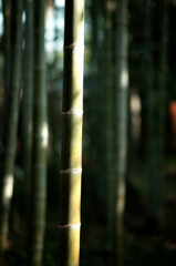 DSC02425_DxO