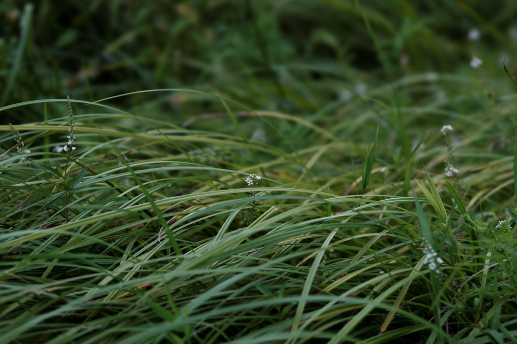 DSC03155_DxO