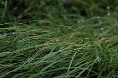 DSC03155_DxO