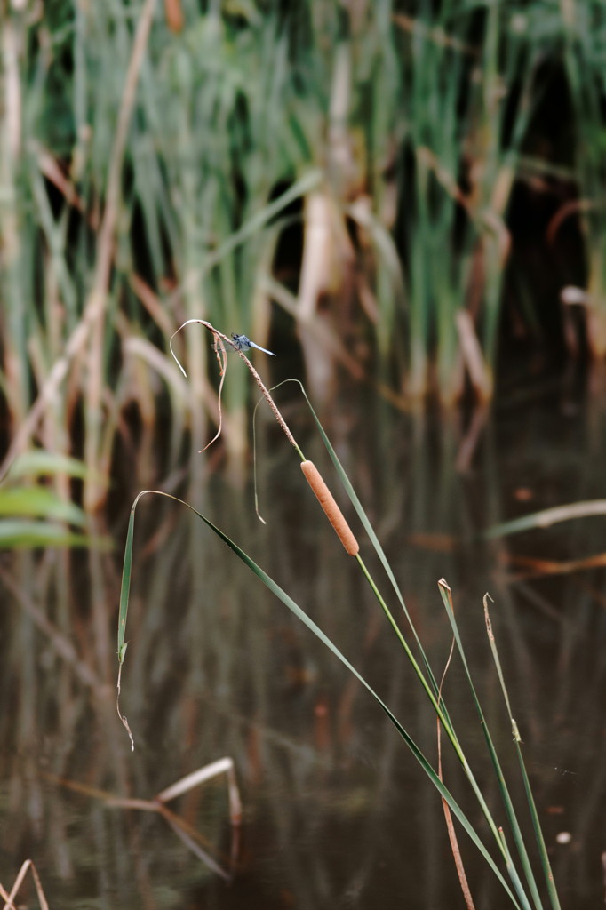 DSC03170_DxO