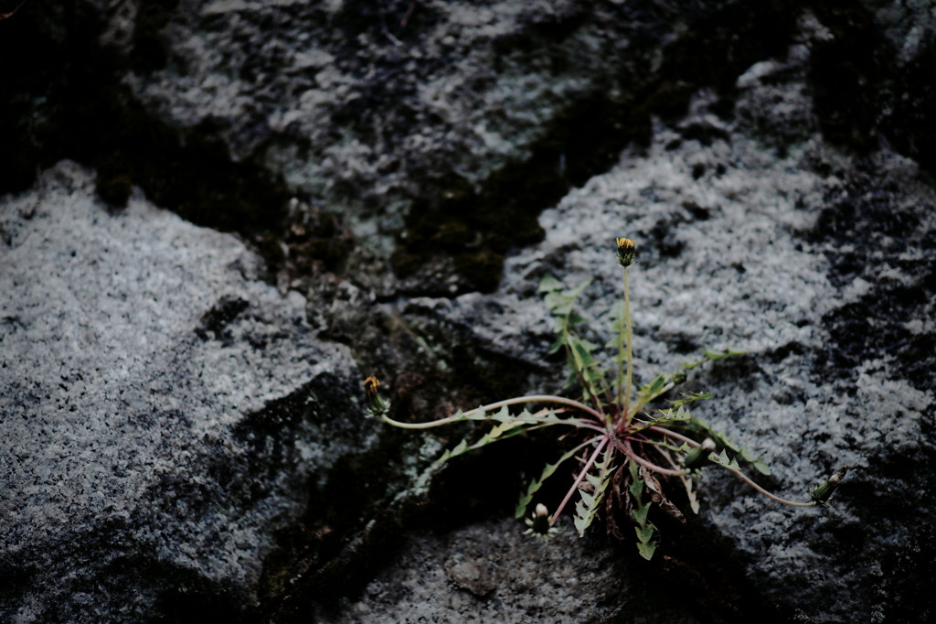 DSC01810_DxO