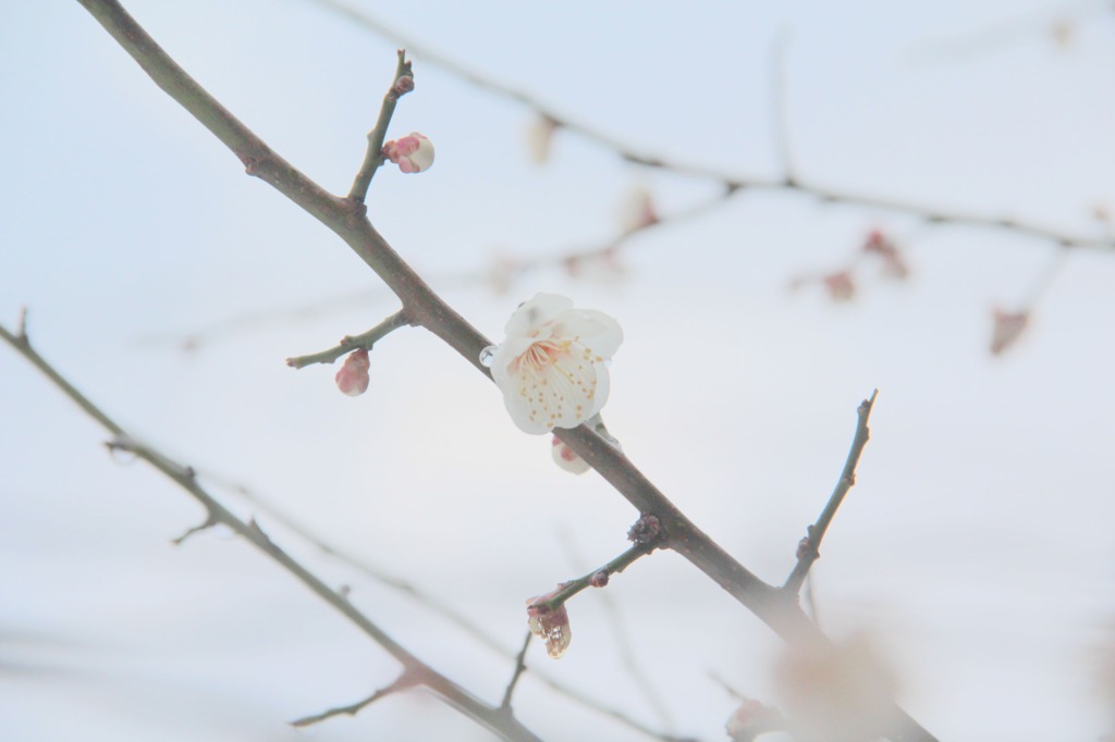 ほんのり朝日