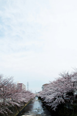 空と桜