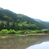 水田の朝