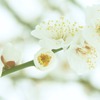 華やかに　白梅