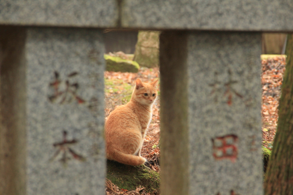 箱根神社の妖精v＾＾