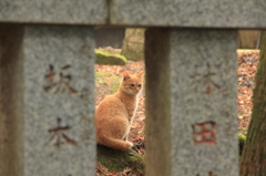 箱根神社の妖精v＾＾