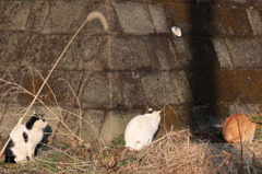こおらぼし