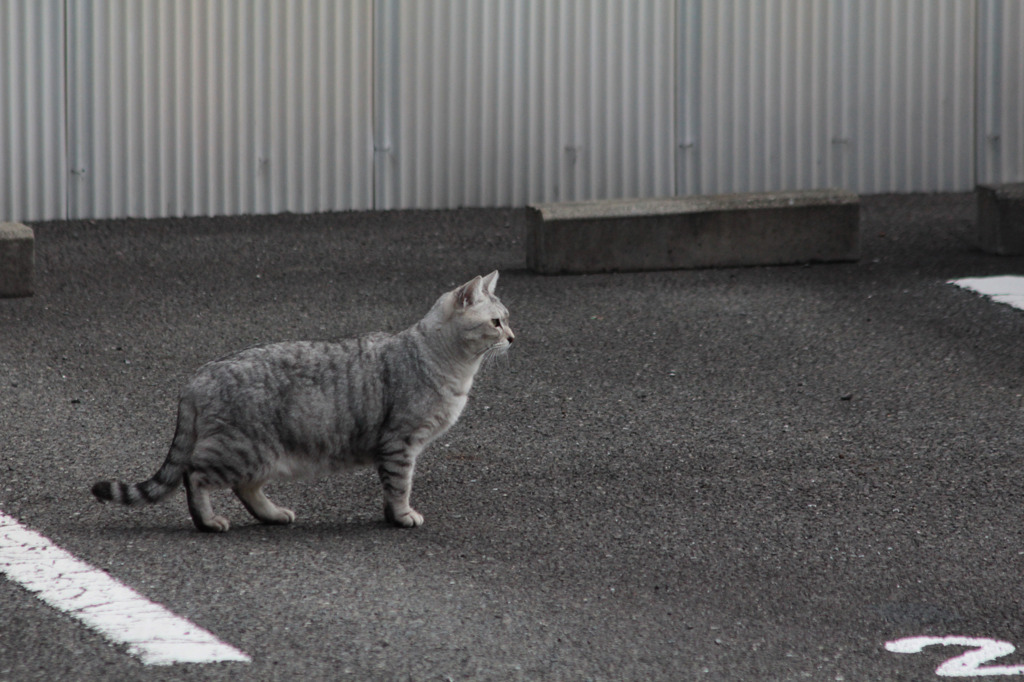 まるで　モノクロ