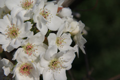 浜梨の花－２