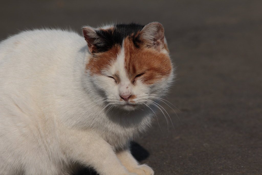 ねむいにゃん・・