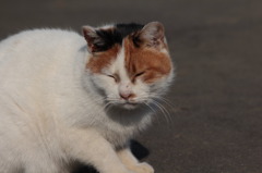 ねむいにゃん・・