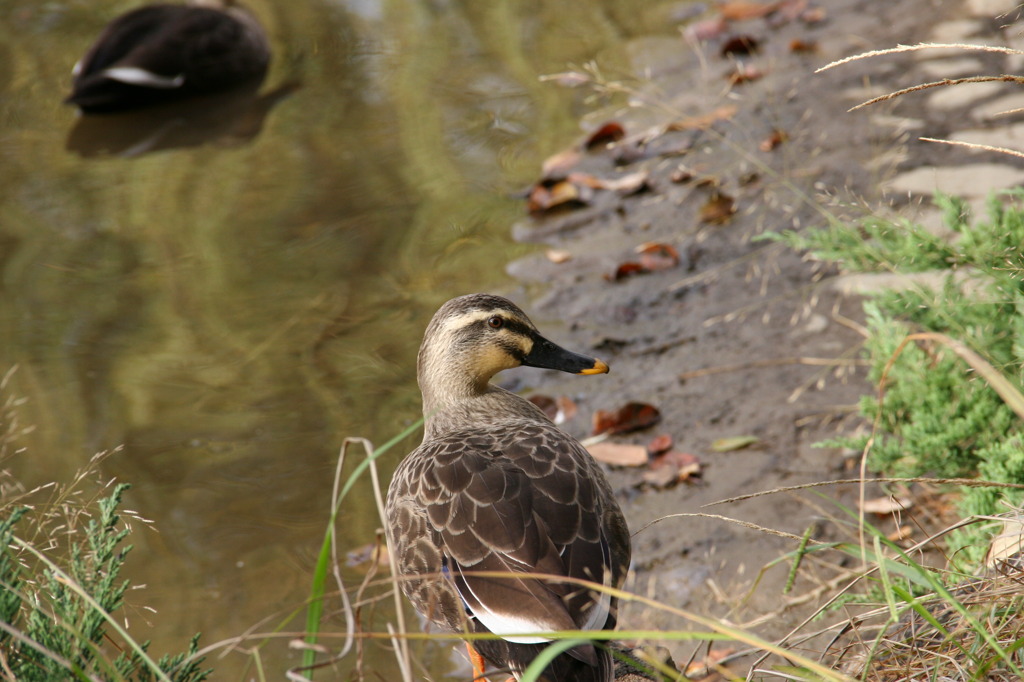 町の公園かも・・・・