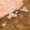はなびら