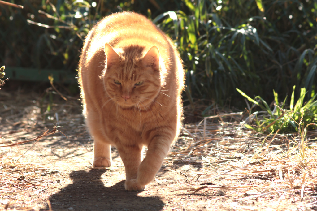 江ノ島猫　こ！こ！こわい～～～