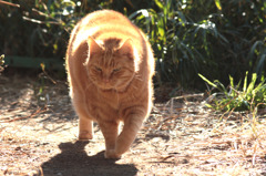 江ノ島猫　こ！こ！こわい～～～
