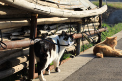 振り返る猫