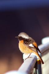 まんまるですが？なにか・・・・