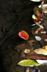 落ちてもきれい