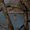 九頭竜神社　鳥居