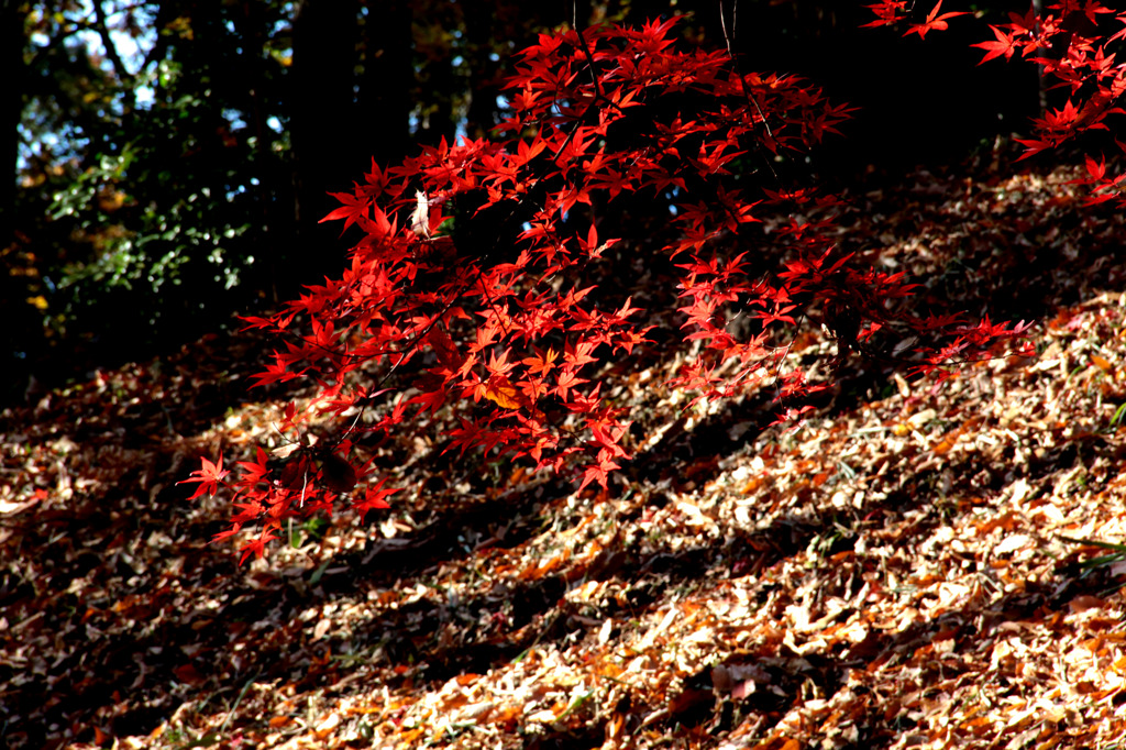 ダンディー　２０１０年秋紅葉－１６