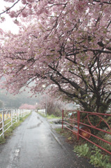 2011年　河津桜-07