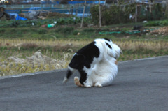 猫相撲