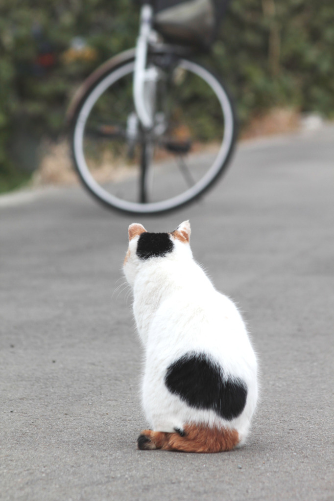 あ～～～あれ乗るとどっか行ける？