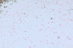 雪の絨毯梅模様