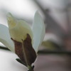 大山蓮華