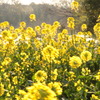 夕方　風にゆれる菜の花