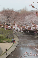 桜に遊ぶ