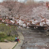 桜に遊ぶ
