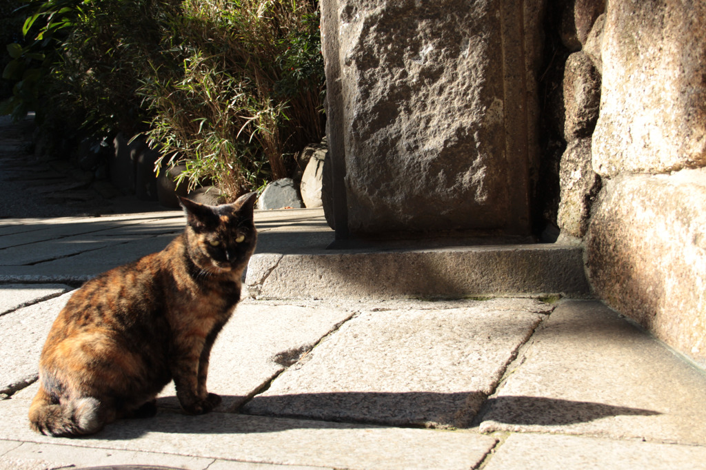江ノ島猫　料亭前