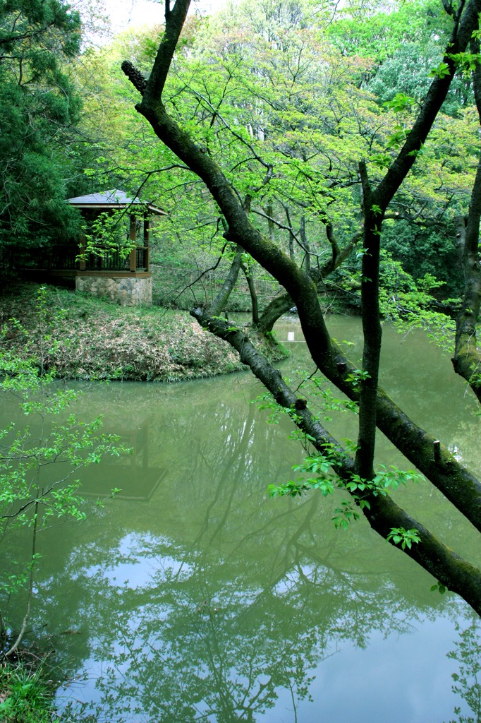 沼のみどり