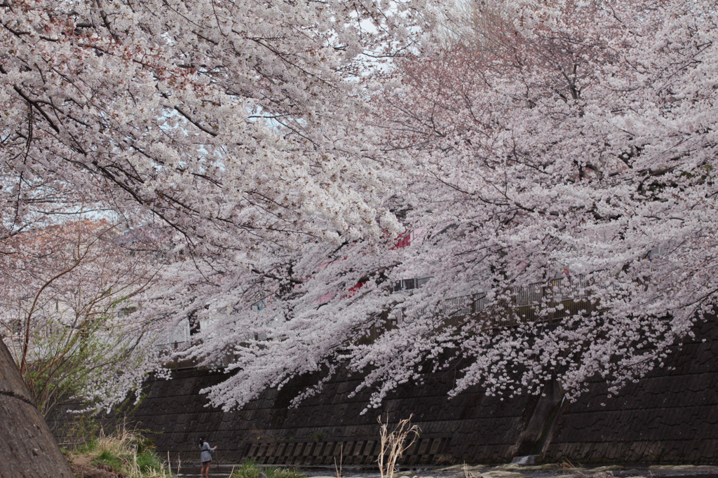 桜桜桜