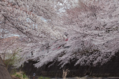 桜桜桜