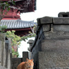 墓守猫
