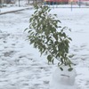 雪だるまの神様ｗｗｗ