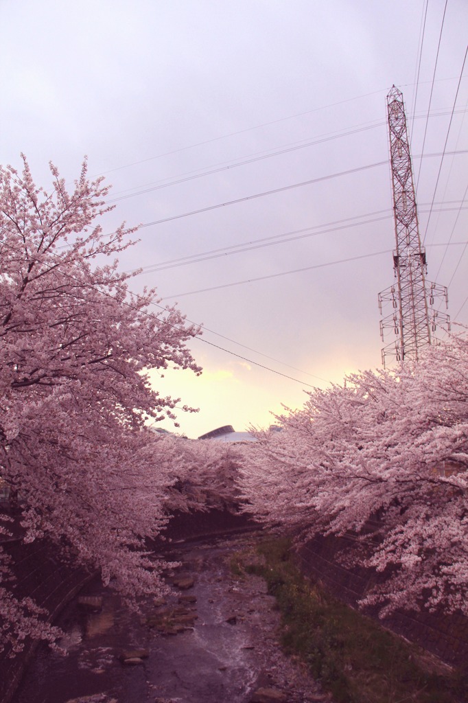 夕焼け桜