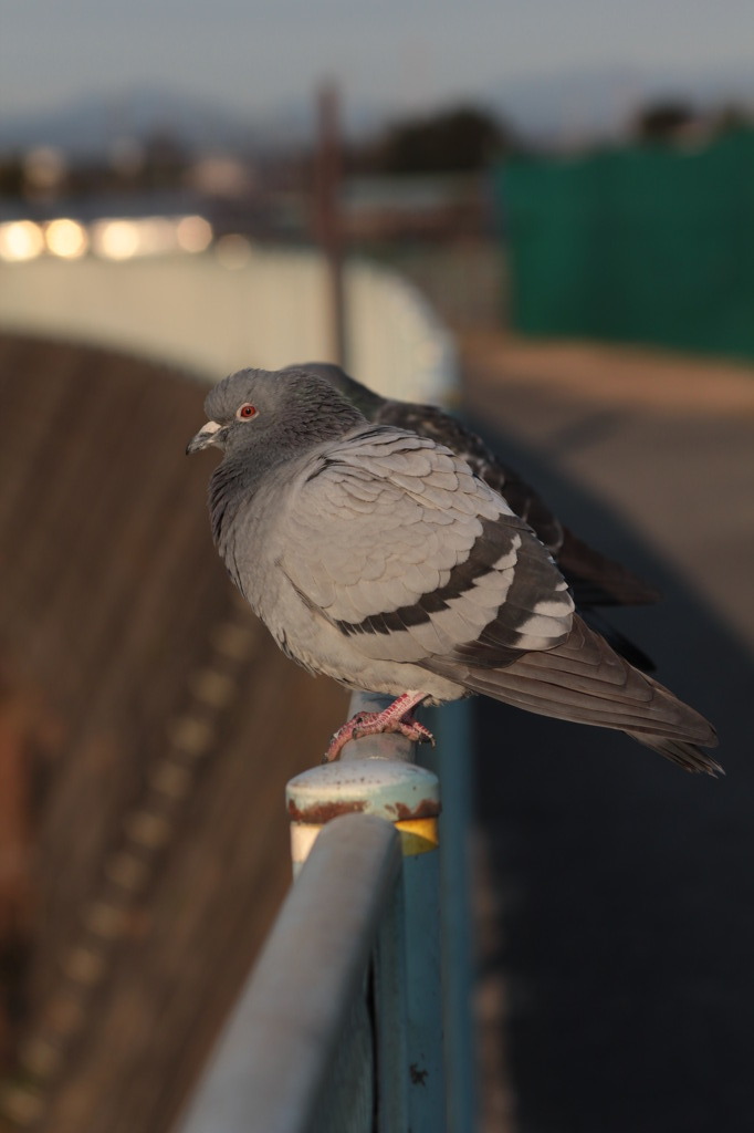 川をみつめるハト