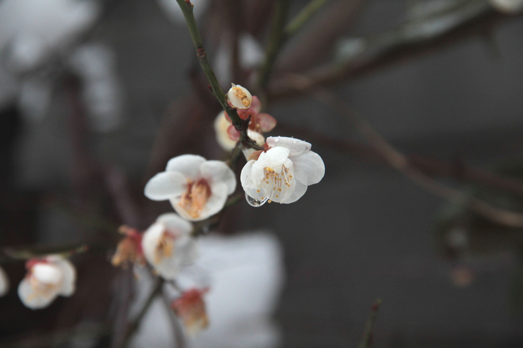 雪解けの白梅--1