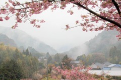 2011年　河津桜-09