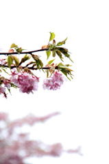 2011年河津桜-02