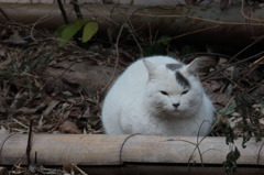 竹やぶの住人
